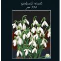 Baltus Galanthus Nivalis bloembollen per 500 stuks